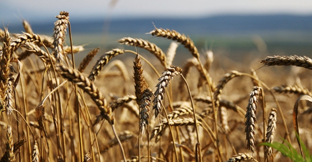 Rusya Tarım Bakanı Dmitriy Patruşev; "Türkiye'ye buğday sevkiyatımız yüzde 40 arttı"