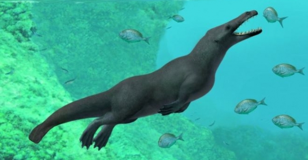 Peru’da 43 milyon yıllık, dört ayaklı balina fosili bulundu