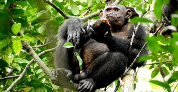 Daily Telegraph: İngiltere'de bazı zenginler düğünlerde şempanze eti yiyor