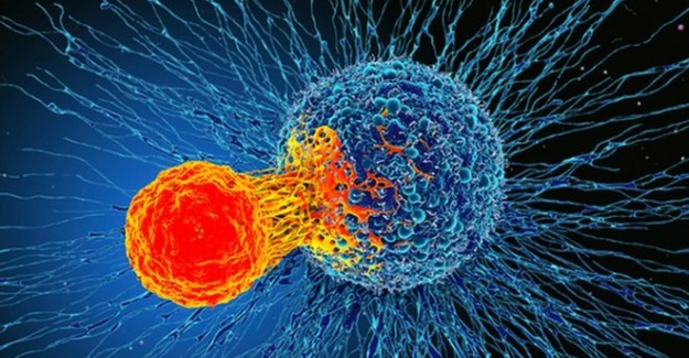 Bağışıklık sisteminin yeni keşfedilen özelliği 'tüm kanserleri tedavi edebilir'
