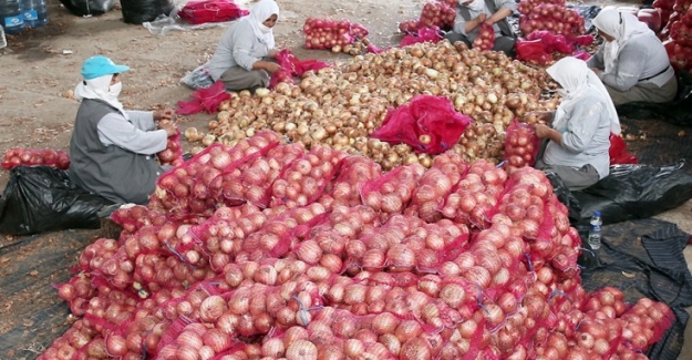 Nilüfer Belediyesi, Karacabeyli soğan üreticilerinin yardımına koştu