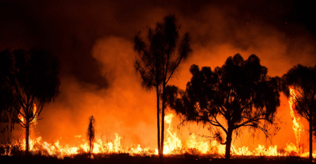 Orman Yangınlarına Karşı  Akıllı Orman Kapsülü Geliştirildi