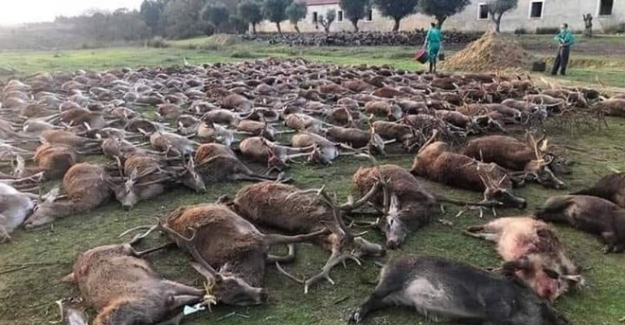 Portekiz’de aşağılık bir katliam: 540 vahşi geyik iki günde öldürüldü!..