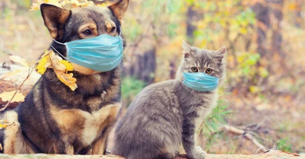 Evcil kedi ve köpeklerde corona virüs yaygın olarak görülüyor