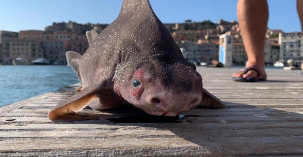 Akdeniz'de "domuz gibi homurdanan" yassı kafalı köpekbalığı bulundu