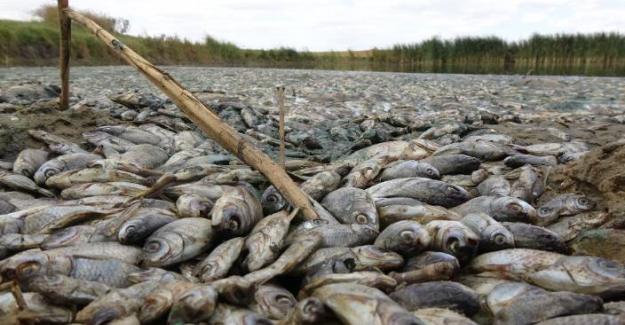 Trakya'da Doğa Katliamı; Binlerce balık telef oldu ve sadece para cezası!