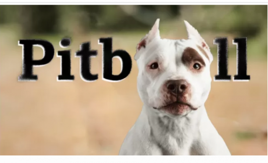 Pitbull ve 'tehlikeli ırklar': Neden saldırırlar, suç köpekte mi, yasak çözüm mü?