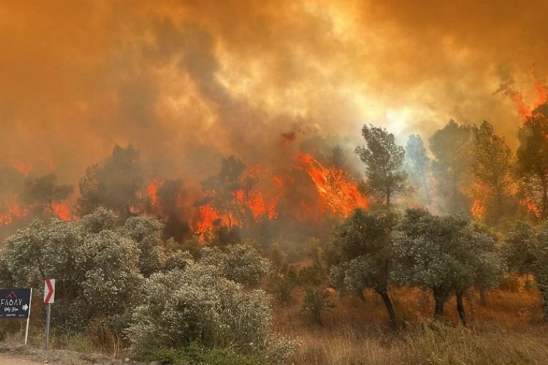 Muğla'nın Milas ilçesinde orman yangını!