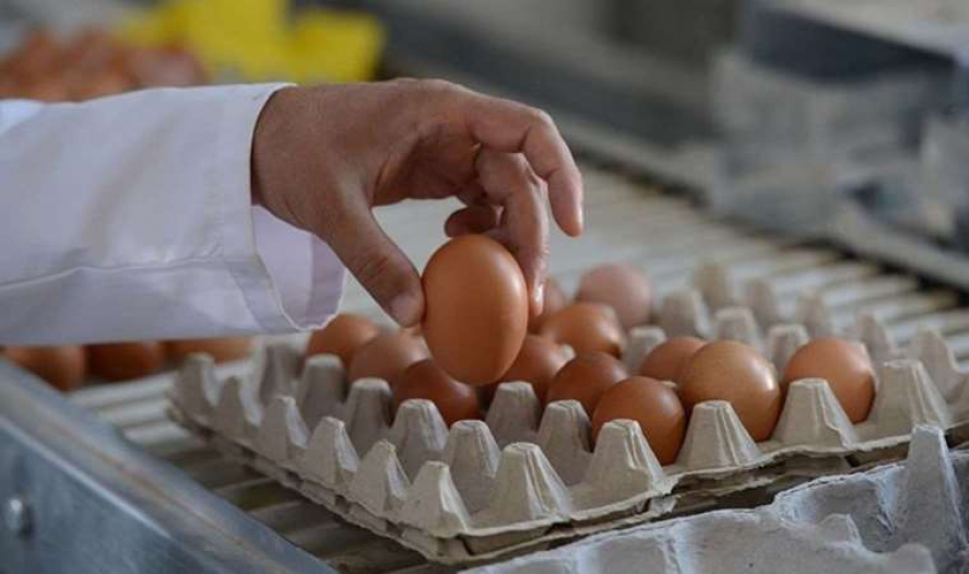 Yumurta üreticilerine ‘kartel oluşturma’ cezası