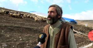 10 günde 600 koyunu ölen besici Cumhurbaşkanı Erdoğan'dan yardım istedi