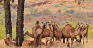 Avustralya'da "fazla su içiyorlar" diye 5 günde 5 bin yabani deve öldürüldü!..