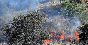 Bodrum'da yangın; 10 Hektarlık Alan Zarar Gördü