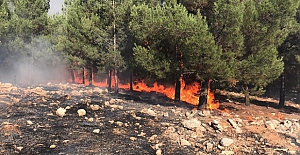 Şanlıurfa'da  yangın: 45 Hektarlık orman arazisi zarar gördü