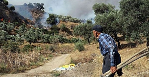 Aydın'da zeytinlik ve incirlik alanda yangın çıktı