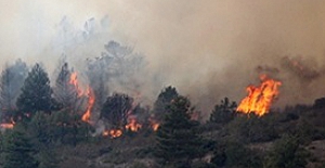 Bolu'nun Dörtdivan ilçesi ormanlık bölgesinde yangın!..
