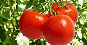Ticaret Bakanı Ruhsar Pekcan: "Rusya domates alım kotasını 50 bin ton artırdı.."