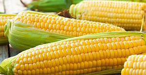Türkiye, 115 bin ton mısır ithal etti