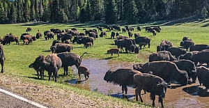 ABD Büyük Kanyon'daki 400 bizonu öldürecek gönüllüler aranıyor