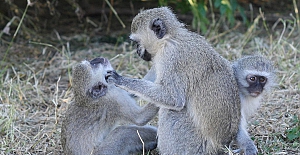 Hasta maymunların sosyal mesafeye uyduğu ortaya çıktı