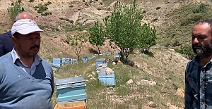 Kuraklık Arıcıları da vurdu; Polen miktarındaki düşüklük arıların gelişmesini engelledi