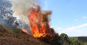 Manisa'da orman yangını 