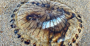 Midesinde balıkla karaya vuran denizanası görüntülendi