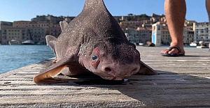 Akdeniz'de "domuz gibi homurdanan" yassı kafalı köpekbalığı bulundu