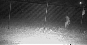 Hayvanat bahçesinin kamerasına yakalanan "tuhaf yaratık" aranıyor. Yetkililer halktan yardım istedi