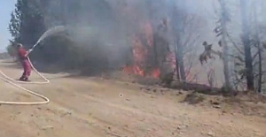 İzmir - Buca'da orman yangını