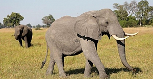Tayland’da aşırı sıcaklarda yük taşıtılan bir fil ‘çıldırarak’ sahibini ikiye böldü