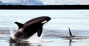 Katil balinalar neden aniden teknelere saldırmaya başladı: Cevap "intikam" olabilir