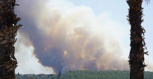 Milas’taki yangının çıkış nedeni belli oldu! 1 sigara izmariti ile 160 hektar alan küle döndü
