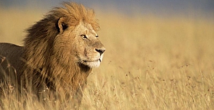 İnsan sesi yaban hayvanlarını aslan sesinden daha çok korkutuyor