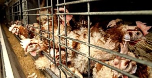 Türkiye’de kafessiz yumurta üretimi artıyor