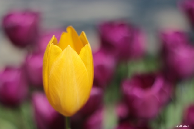 Nimet Çoban'dan Günün Kareleri..3