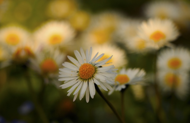 Nimet Çoban'dan günün kareleri - 17