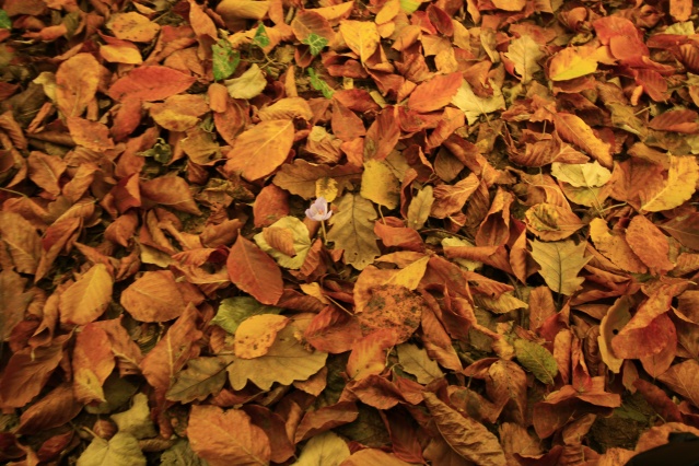 Nimet Çoban'dan Günün Kareleri..7