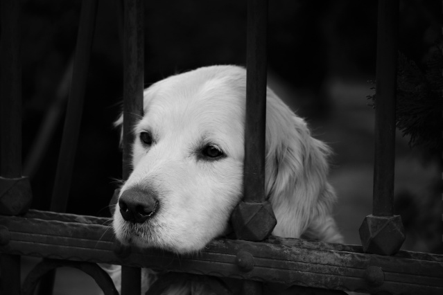 Nimet Çoban'dan günün kareleri - 20