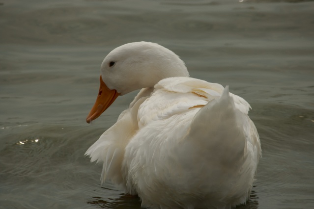 Nimet Çoban'dan günün kareleri - 20