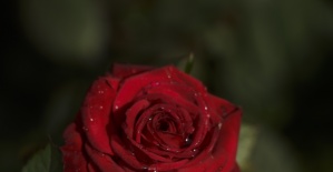 Nimet Çoban'dan Günün Kareleri..9