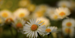 Nimet Çoban'dan günün kareleri - 17