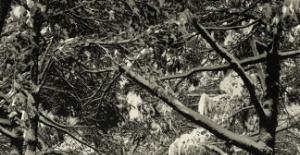 Nimet Çoban'dan günün kareleri - 16