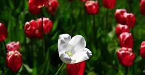 Nimet Çoban'dan Günün Kareleri..3