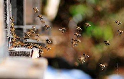 Bir Arıcının Hayatı