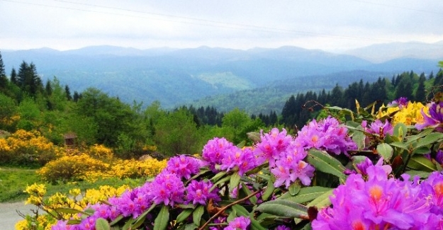 Doğu Karadeniz’in bitki envanteri çıkarılıyor