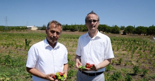 Organik logosu olmayan ürünleri satın almayın