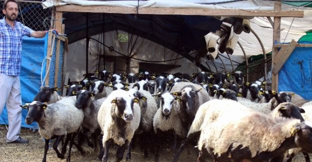 (Özel haber) Adeta kuzu fabrikası olan bu koyunlar kurbanlık fiyatlarını düşürecek