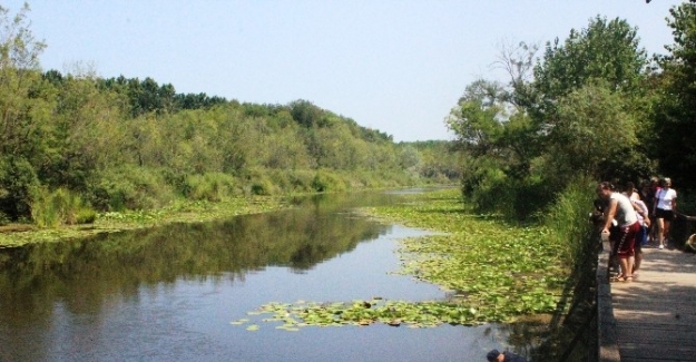 Bu bitki Türkiye’de sadece Acarlar Longozu’nda yetişiyor