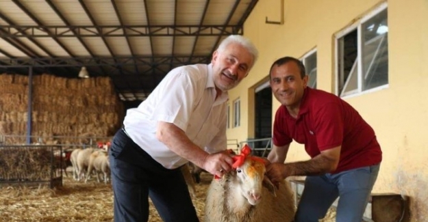 (Özel haber) İlk kez kurban kesecekler...