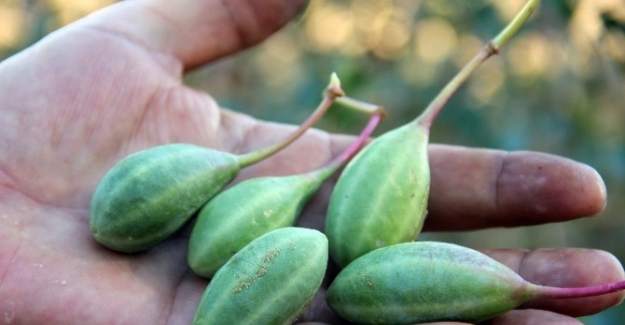 Zararlı diye sökülen sağlık deposu bitki ‘Kapari’